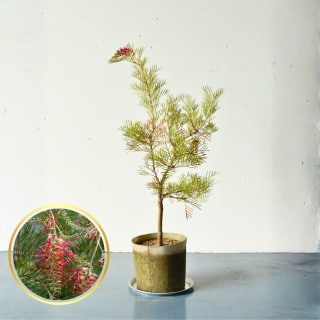 <img class='new_mark_img1' src='https://img.shop-pro.jp/img/new/icons5.gif' style='border:none;display:inline;margin:0px;padding:0px;width:auto;' />[ʪ/]쥢  ʥޥ(ȭ7桡ľ21cm) ˿ֲꤢξʲ