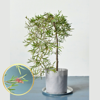 [ʪ/]쥢(ӥ쥢)  饹ե䡼˿ɻΩ(ȭ6桡ľ18cm)ξʲ