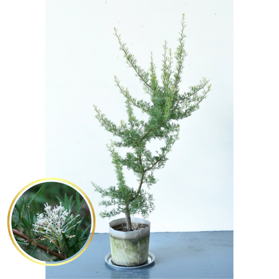 四季咲き♡カリステモン　ピンクシャンパン　鉢植え　大きめ　苗　庭木 四季咲き♡カリステモン ピンクシャンパン 鉢植え 大きめ 苗 庭木