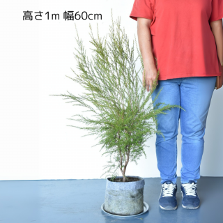 <img class='new_mark_img1' src='https://img.shop-pro.jp/img/new/icons5.gif' style='border:none;display:inline;margin:0px;padding:0px;width:auto;' />[ʪ/] ץȥڥޥ  ˥塼ɥƥĥ꡼(ޥ̥)(ȭ7桡ľ21cm )ξʲ