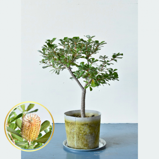 ヘアピンバンクシア(φ65cm) | 造園向けサイズ - 植木農家のお店