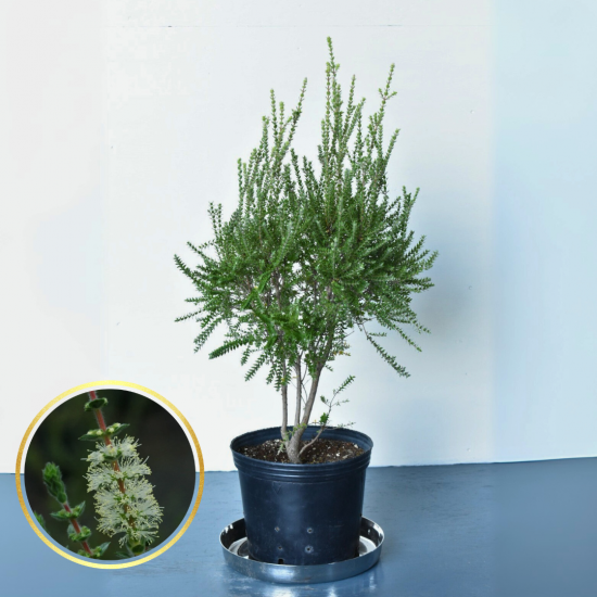 バンクシア　2鉢セット　花芽あり　鉢ごと発送 バンクシア 2鉢セット 花芽あり 鉢ごと発送 バンクシア 2鉢