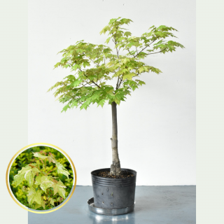  [ʪ/]䥫 ̲϶ (ȭ9桡ľ27cm)ƱԲĤξʲ