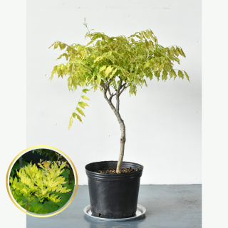 [ʪ/] եƣǥ󥷥 (ȭ8桡ľ24cm)ξʲ