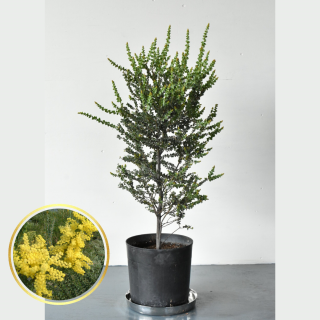 [ʪ/]ץӥåޡ֥󥺥ȥ(ȭ9桡ľ27cm)ξʲ