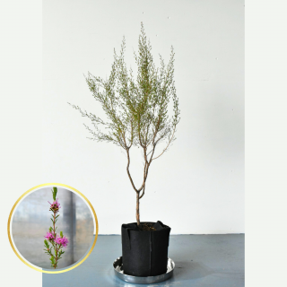 [一点物/現品販売] バイオレットクンゼア (鉢サイズ　7号　直径21cm)の商品画像