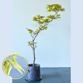 [ʪ/] ⥱䥭(ȭ7桡ľ21cm ) [ƱԲ]ξʲ