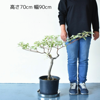 [ʪ/] ߥХꥨ  (ȭ8桡ľ24cm)ξʲ