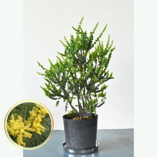 [ʪ/]ץӥåޡ֥󥺥ȥ(ȭ9桡ľ27cm)ξʲ