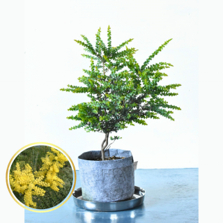 [ʪ/]ץӥåޡ֥󥺥ȥ (ȭ8桡ľ24cm)ξʲ