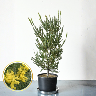 <img class='new_mark_img1' src='https://img.shop-pro.jp/img/new/icons5.gif' style='border:none;display:inline;margin:0px;padding:0px;width:auto;' />[ʪ/]ץӥåޡ֥󥺥ȥ (ȭ8桡ľ24cm)ξʲ