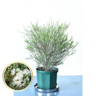 [ʪ/] 쥦ۥ磻ȥ졼 (ȭ8桡ľ24cm )ξʲ