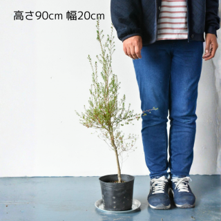 <img class='new_mark_img1' src='https://img.shop-pro.jp/img/new/icons5.gif' style='border:none;display:inline;margin:0px;padding:0px;width:auto;' />[ʪ/]  ץȥڥޥ  饦ɥ꡼աƥĥ꡼(ȭ5桡ľ15cm)ξʲ
