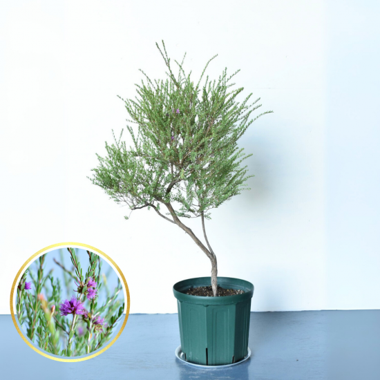 ヘアピンバンクシア　7号鉢 2本仕立て ヘアピンバンクシア | 現品販売 - 植木農家のお店