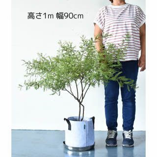 [ʪ/]  ǥե (ȭ8桡ľ24cm ) ֲꤢξʲ