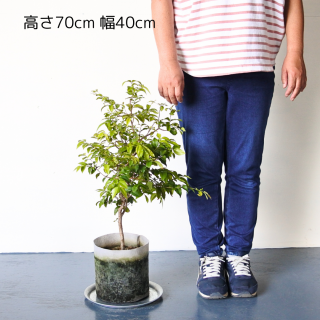 [ʪ/] ܥС(ȭ6桡ľ18cm)ξʲ