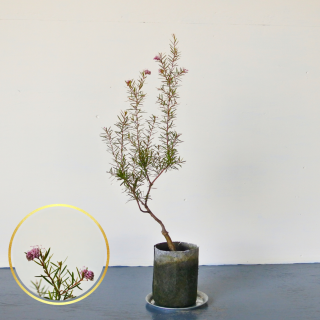 [ʪ/]  쥢  ϥˡ硼(ȭ5桡ľ15cm)ξʲ