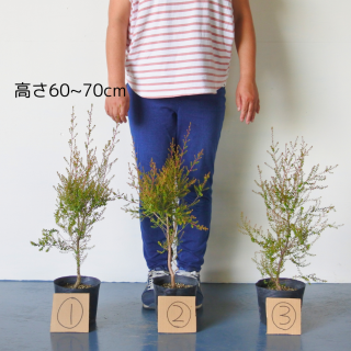 [ʪ/]  ץȥڥޥ  饦ɥ꡼աƥĥ꡼(ȭ5桡ľ15cm)ξʲ