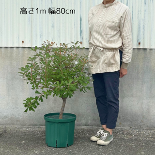 <img class='new_mark_img1' src='https://img.shop-pro.jp/img/new/icons5.gif' style='border:none;display:inline;margin:0px;padding:0px;width:auto;' />[]ȥХ󥯥ʰƤ䤹Х󥯥˦30cmȭƱԲĤξʲ