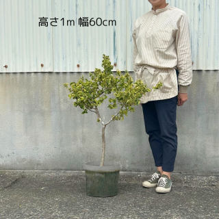 <img class='new_mark_img1' src='https://img.shop-pro.jp/img/new/icons5.gif' style='border:none;display:inline;margin:0px;padding:0px;width:auto;' />[] ͥߥ С롼סꡦա8ȭ 24cmˤξʲ