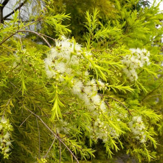 メラレウカ　レボリューションゴールド　大型 メラレウカ レボリューションゴールド | フラワーパークかごしま