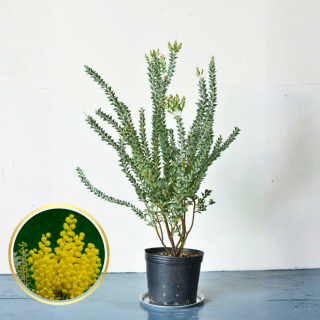  [ʪ/]󥫥С(ȭ8桡ľ24cm)ξʲ