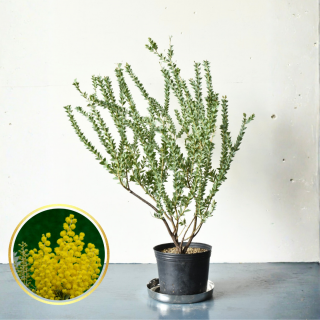 <img class='new_mark_img1' src='https://img.shop-pro.jp/img/new/icons5.gif' style='border:none;display:inline;margin:0px;padding:0px;width:auto;' />[ʪ/]󥫥С(ȭ8桡ľ24cm)ξʲ