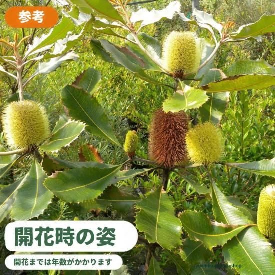 スワンプバンクシア 一点物現品販売 6号鉢
