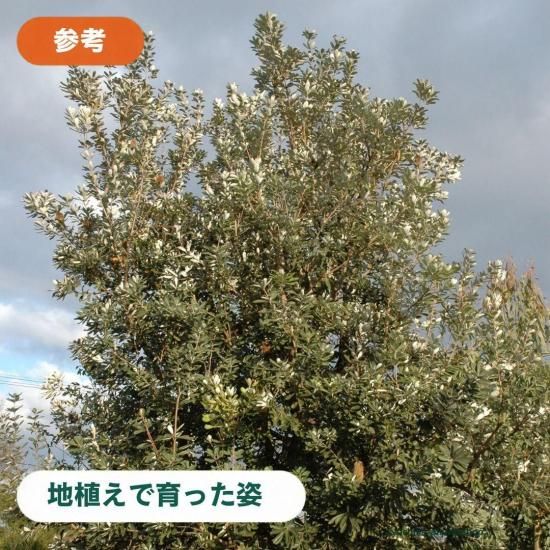 コーストバンクシア 苗 6号鉢 現品｜両筑プランツショップ