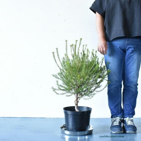 バンクシア エリキフォリア 地植え向き一点物 8号鉢