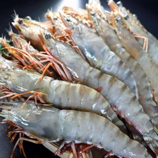 天然有頭えび フラワー 20尾サイズ 1.5kg (278) - シーフード卸