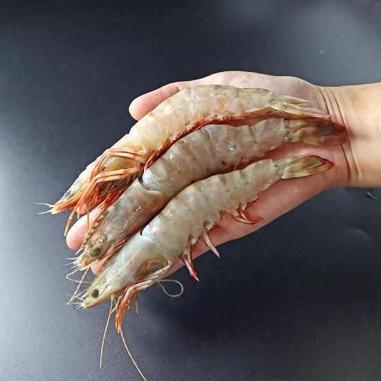 天然有頭えび フラワー 50尾サイズ 1.5kg (288) - シーフード卸
