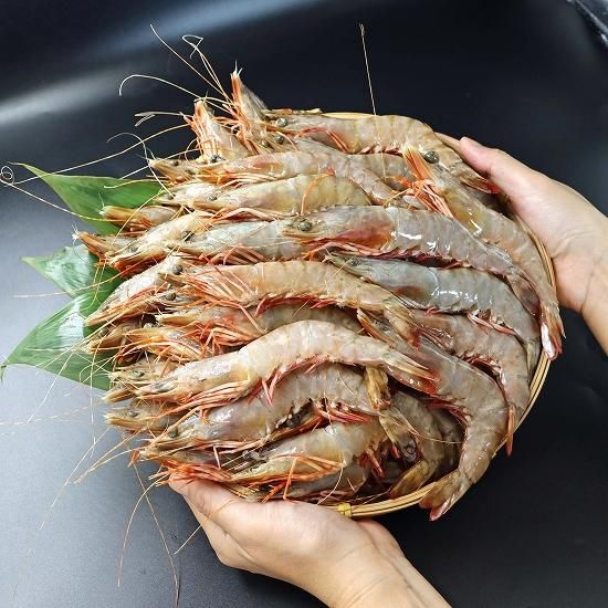 天然有頭えび フラワー 50尾サイズ 1.5kg (288) - シーフード卸 天然有頭えび フラワー 50尾サイズ 1.5kg (288) - シーフード卸
