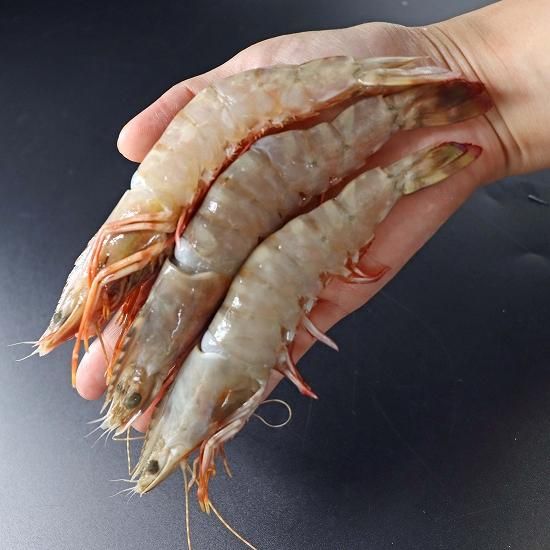 天然有頭えび フラワー 50尾サイズ 1.5kg (288) - シーフード卸