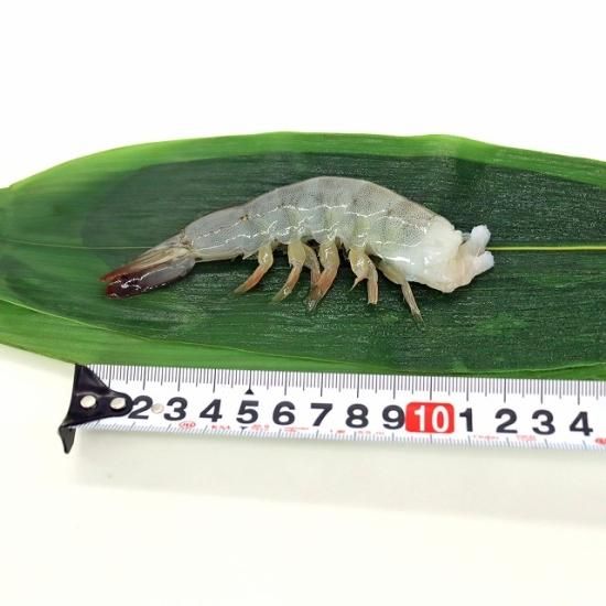 奇跡の海老” 海水養殖活〆海老 無頭 21/25 1kg IQF(242