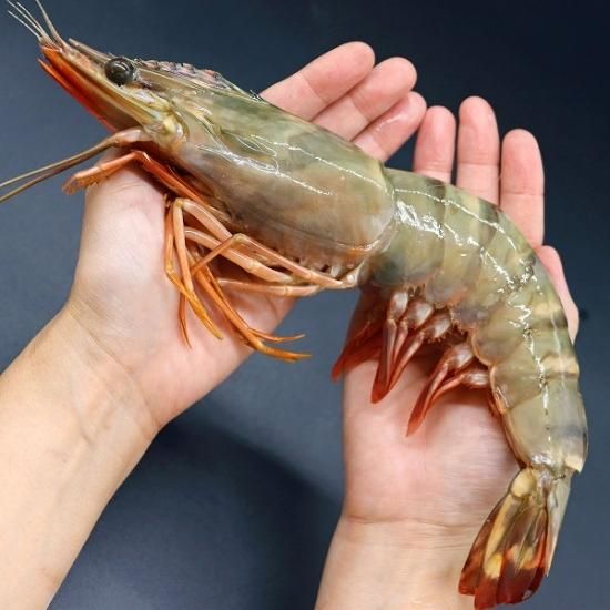 天然】超超特大！約30センチ！有頭シータイガー8尾 (3