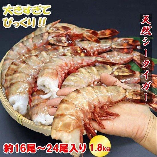 楽天市場】【当店直輸入！】超超特大！天然有頭シータイガー