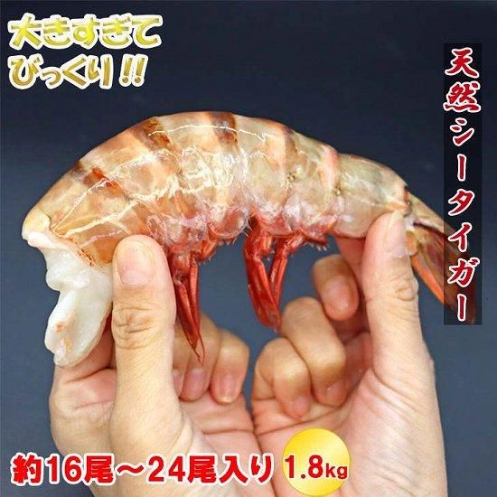 天然シータイガー 無頭 超特大 4/6サイズ 約16尾～24尾 1.8kg