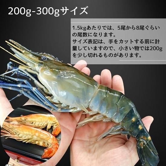 天然】天然オニテナガエビ 約13尾~20尾入り 200/300gサイズ 4kg アジアンロブスター (1373) - シーフード卸専門 コーラル・シー マート 天然】天然オニテナガエビ 約13尾~20尾入り 200/300gサイズ 4kg アジアンロブスター (1373) - シーフード卸専門 コーラル・シー マート