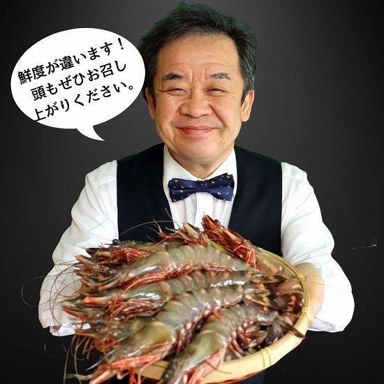 天然】超特大！約20～22センチ！有頭シータイガー20尾 (22