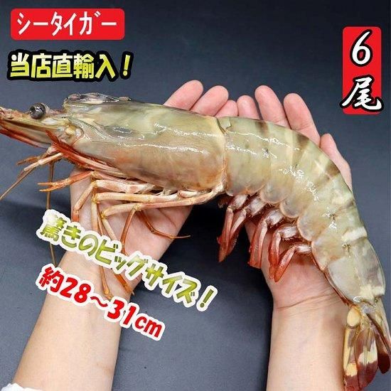 天然】超超特大！約28～31センチ！有頭シータイガー6尾 当店最大