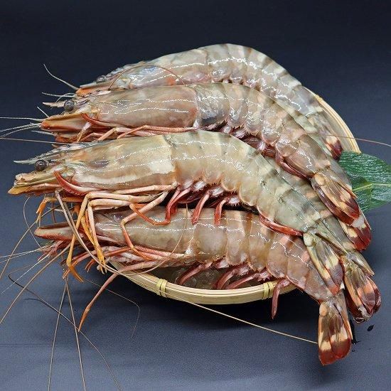 天然】超超特大！約28～31センチ！有頭シータイガー6尾 当店最大
