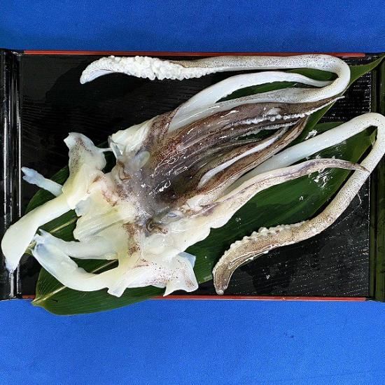 10kgおまとめでお得!】柔らかい身質!アオリイカ ゲソ下足 13 10kgおまとめでお得!】柔らかい身質!アオリイカ ゲソ下足 13