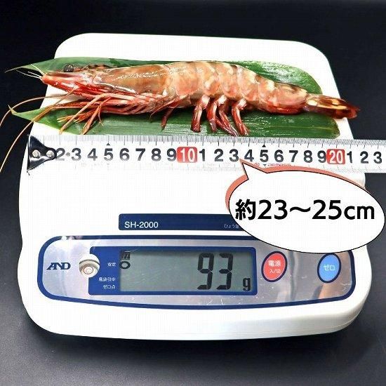 天然】超超特大！約23～25センチ！有頭シータイガー16尾 (07