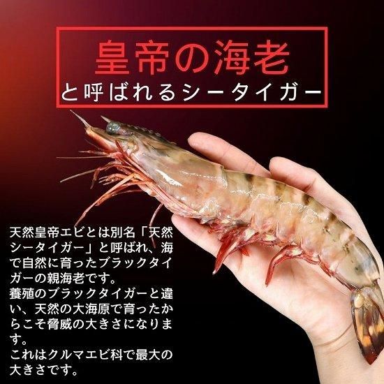 天然】超超特大!約23~25センチ!有頭シータイガー16尾 (07 天然】超超特大!約23~25センチ!有頭シータイガー16尾 (07