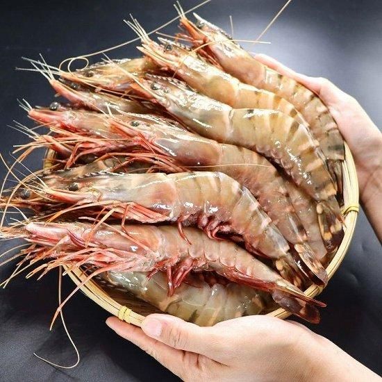 天然】超超特大!約23~25センチ!有頭シータイガー16尾 (07 天然】超超特大!約23~25センチ!有頭シータイガー16尾 (07