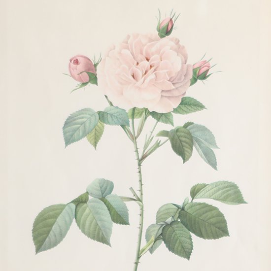 ルドゥーテ「バラ図譜」 バラのボタニカルアート額付き「ロサ・アルバ