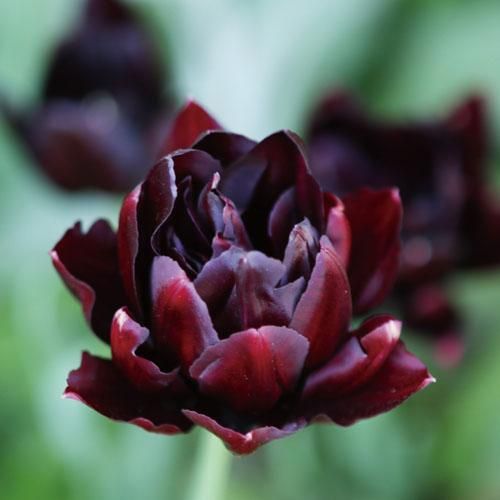 チューリップ ブラックヒーロー - GARDENS ONLINESHOP | ガーデンズ