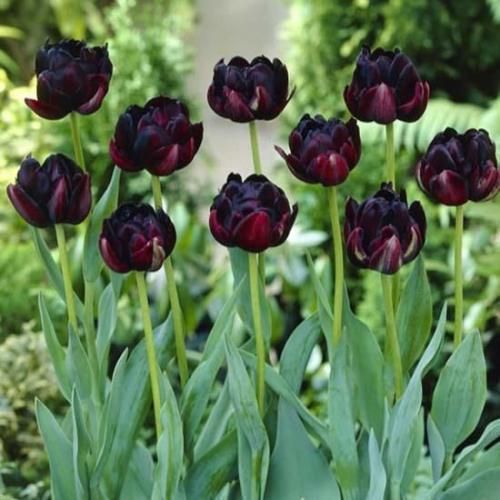 チューリップ ブラックヒーロー - GARDENS ONLINESHOP | ガーデンズ