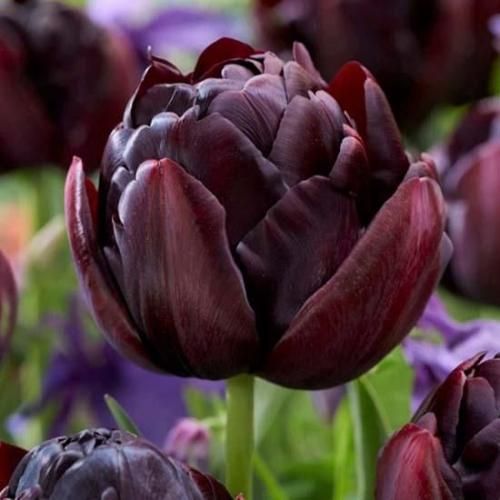 チューリップ ブラックヒーロー - GARDENS ONLINESHOP | ガーデンズ